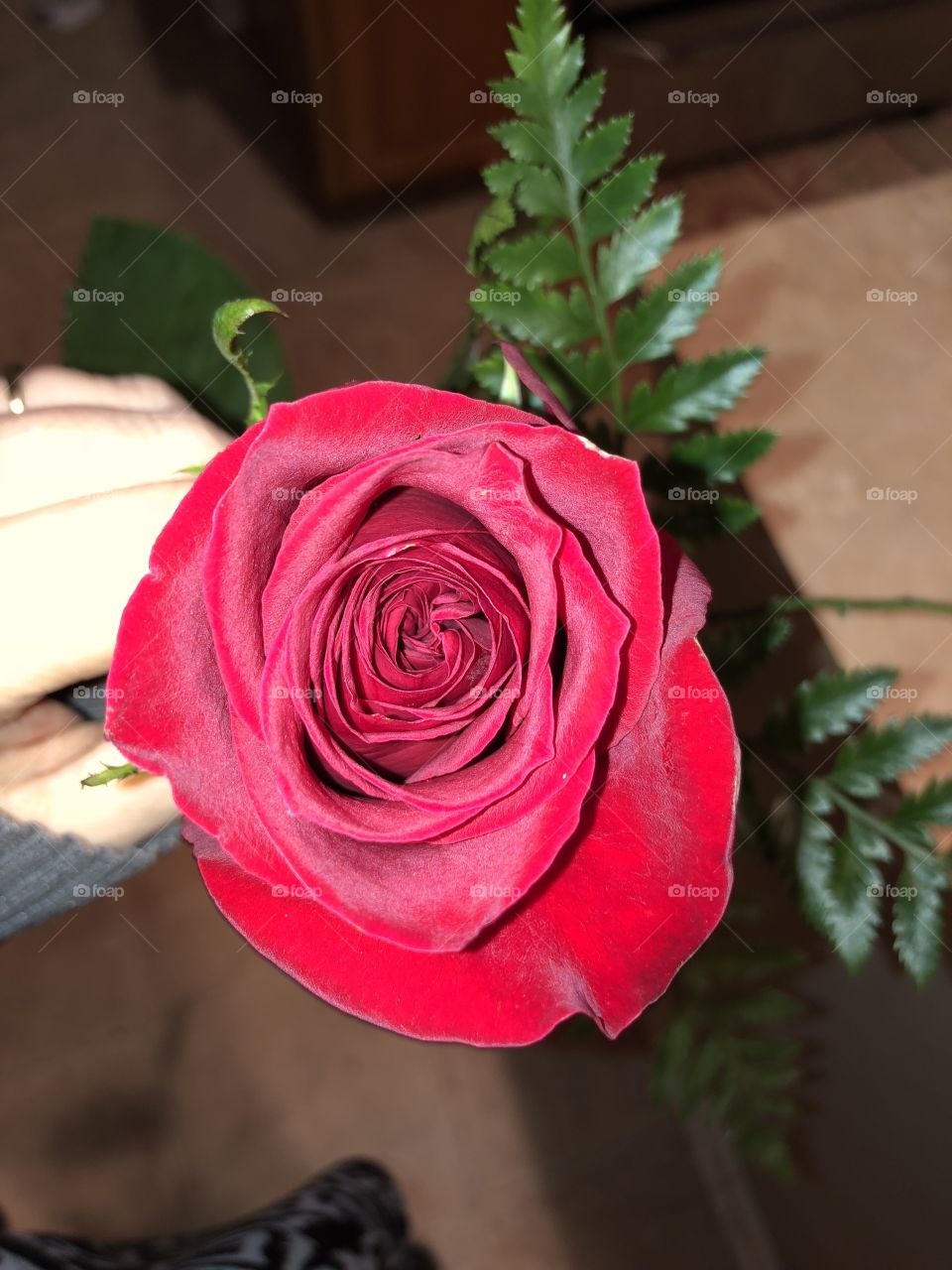 Single gorgeous rose 