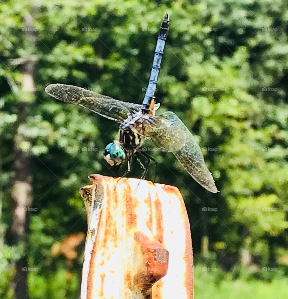 Beautiful dragonfly hanging out on a t-post in the South Georgia woods on a hot summer day.  