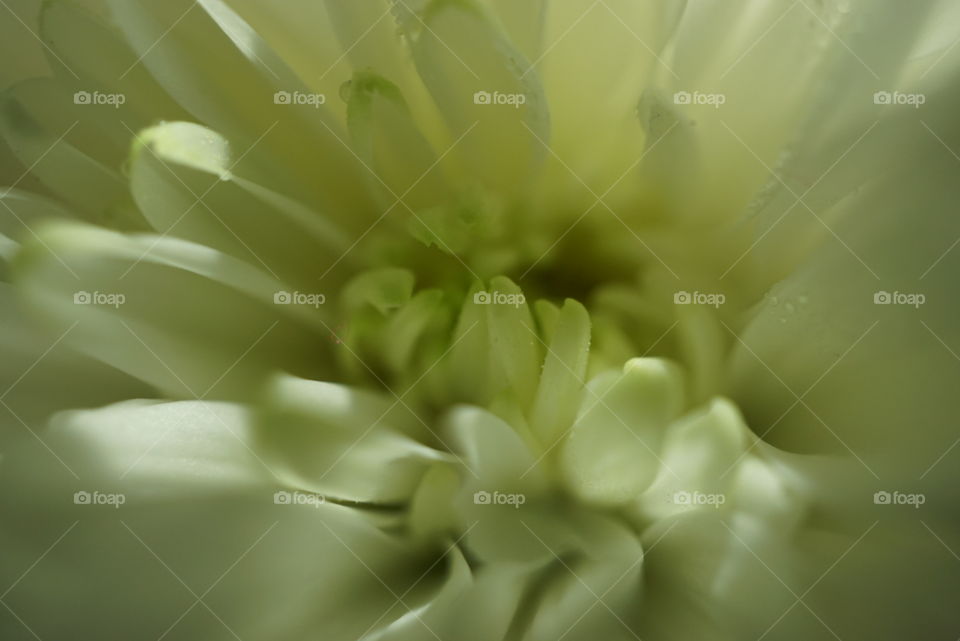 Chrysanthemum macro closeup