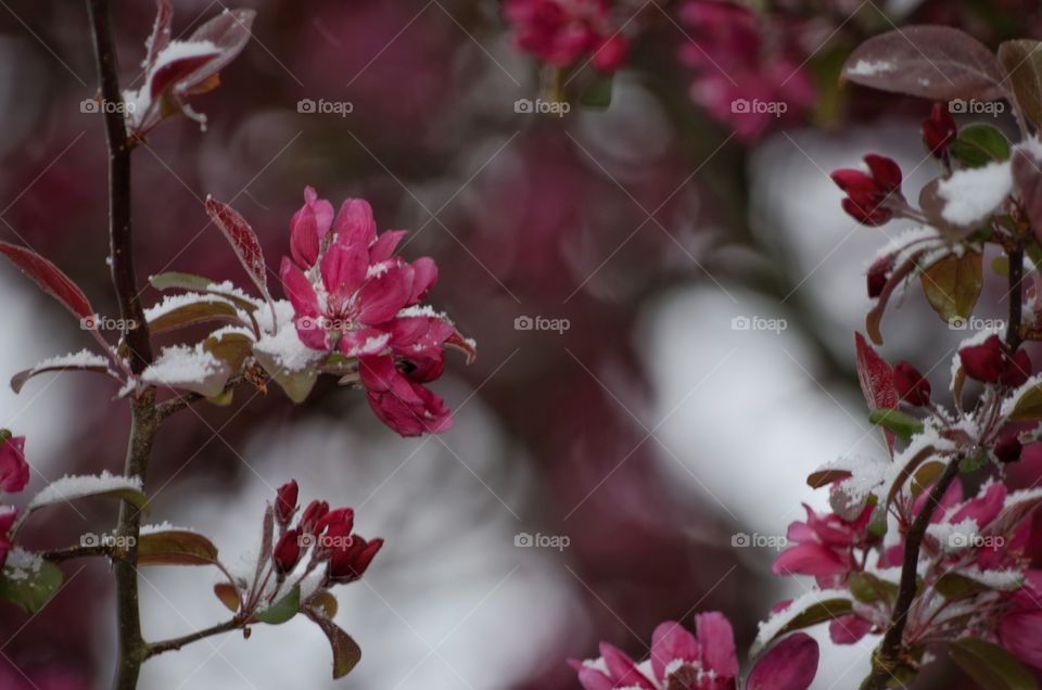 Snow on the red flowers