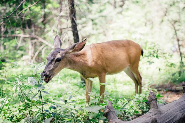 Beautiful brown colour deer