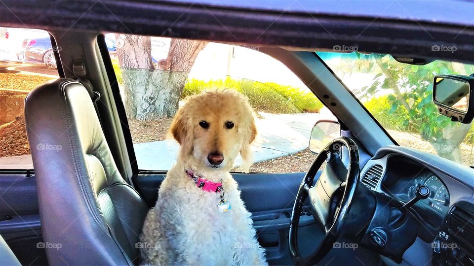 Dog behind the wheel