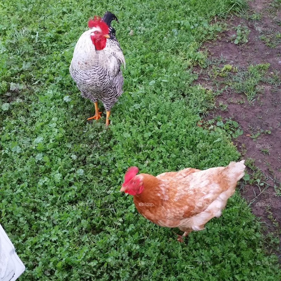 Chickens