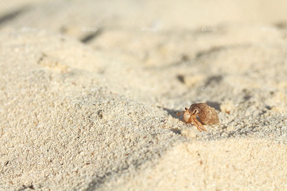 hermit crab walking under sand