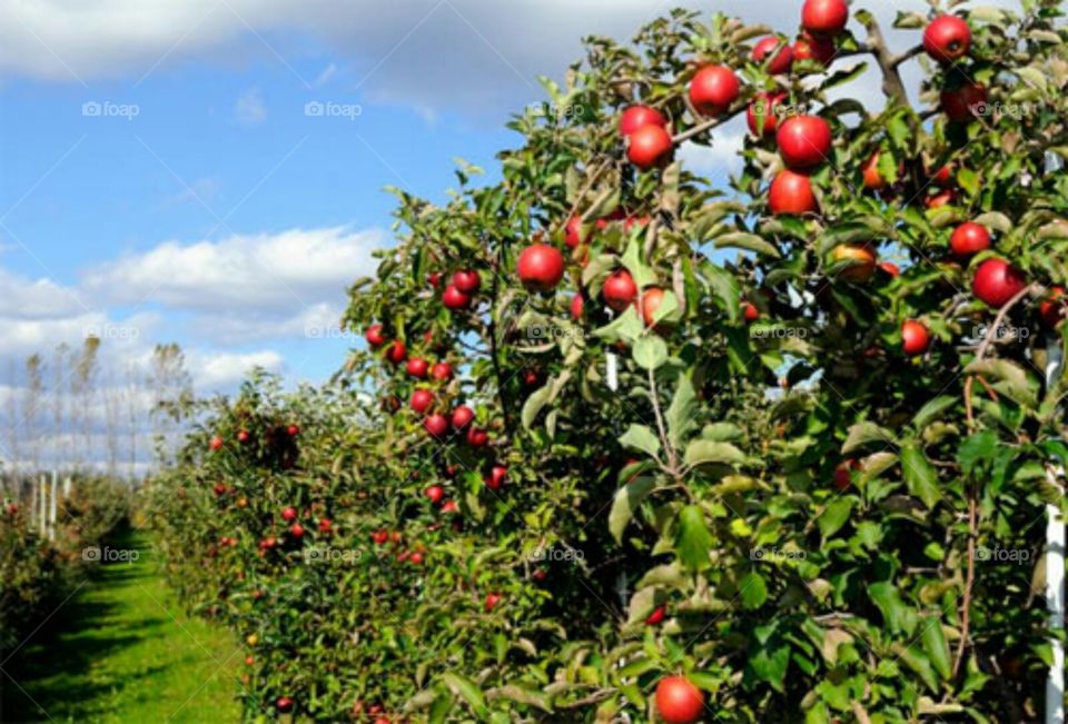 tour of the apple orchard