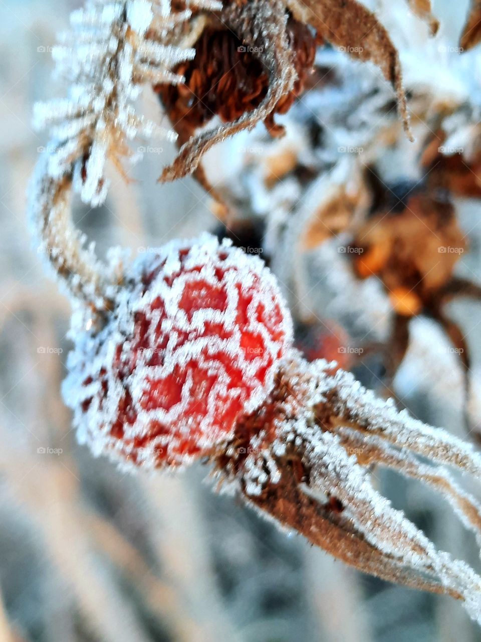 frost covered red fruit of a confiture rose  at early morning