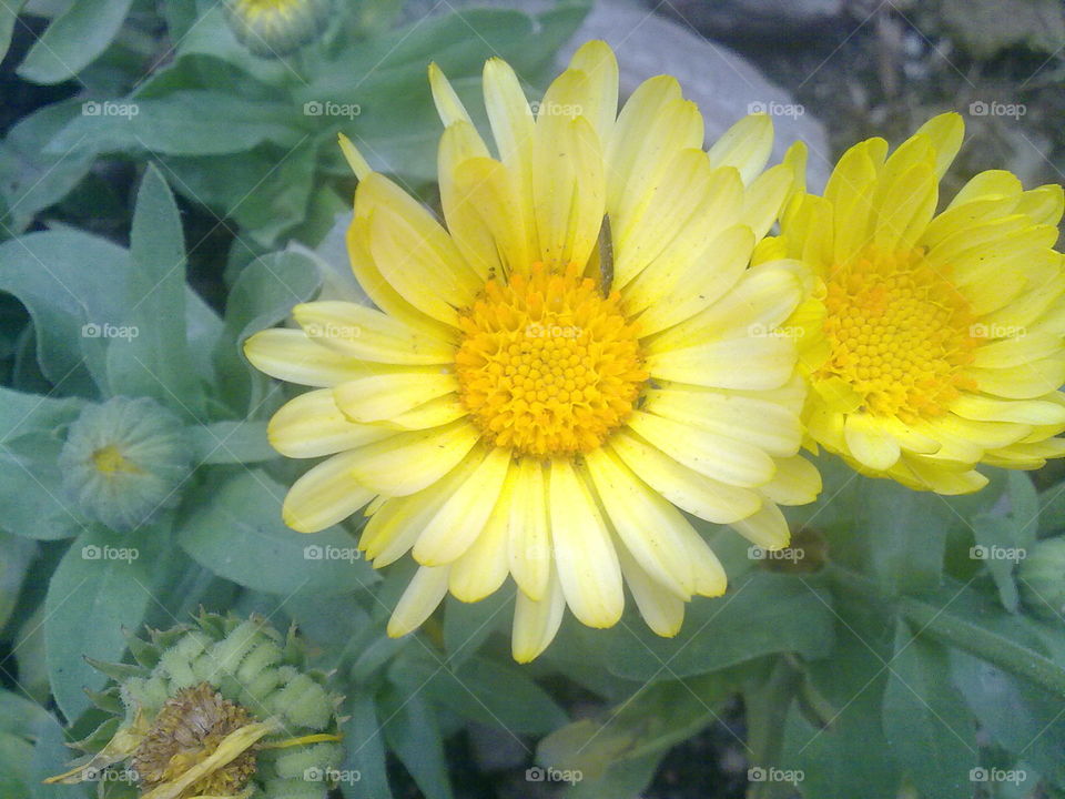 Sun flowers 
very good yello cloure