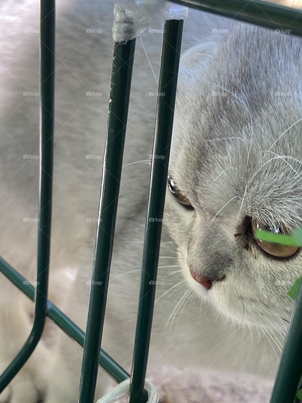 Curiosity on Paws: This inquisitive little neighbor peeks into our garden, wondering what secrets lie within. Is it the scent of flowers, the rustle of leaves, or just the promise of adventure?
 