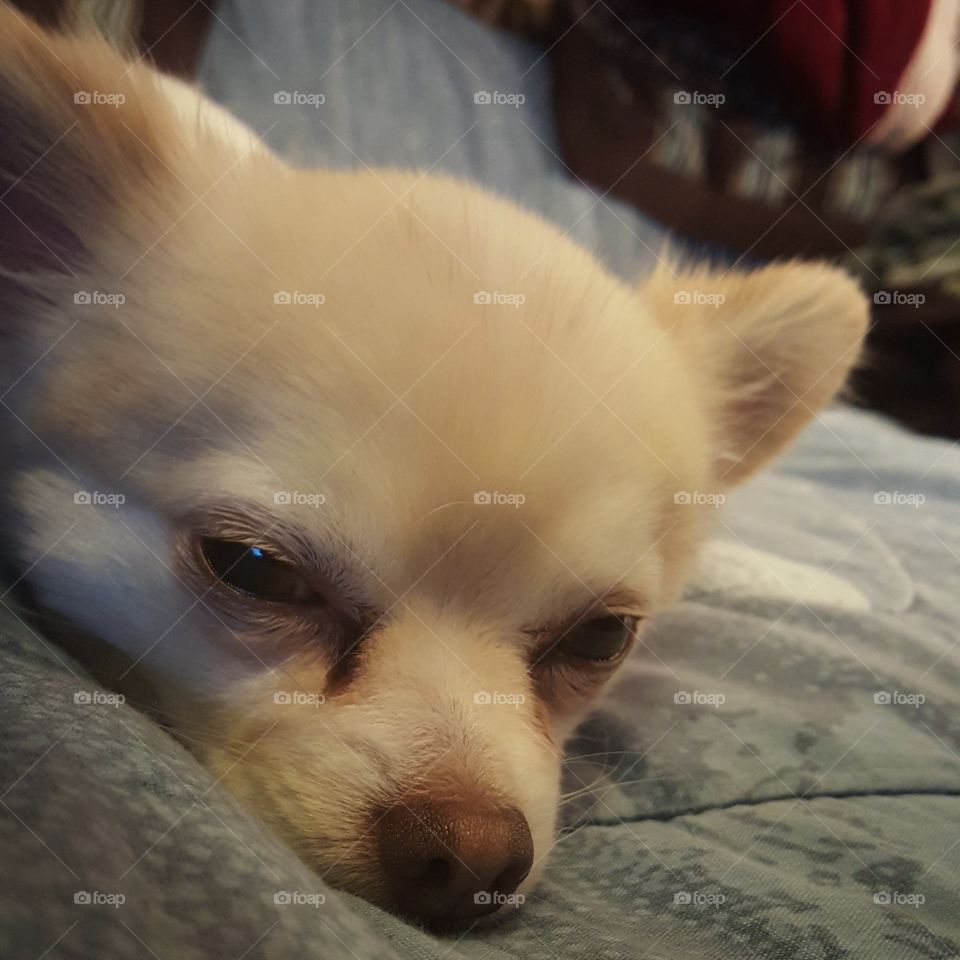 Izzy the Chihuahua. A sleepy but friendly little girl.