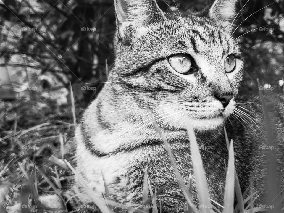 black and white -Tabby looking away while laying in the grass