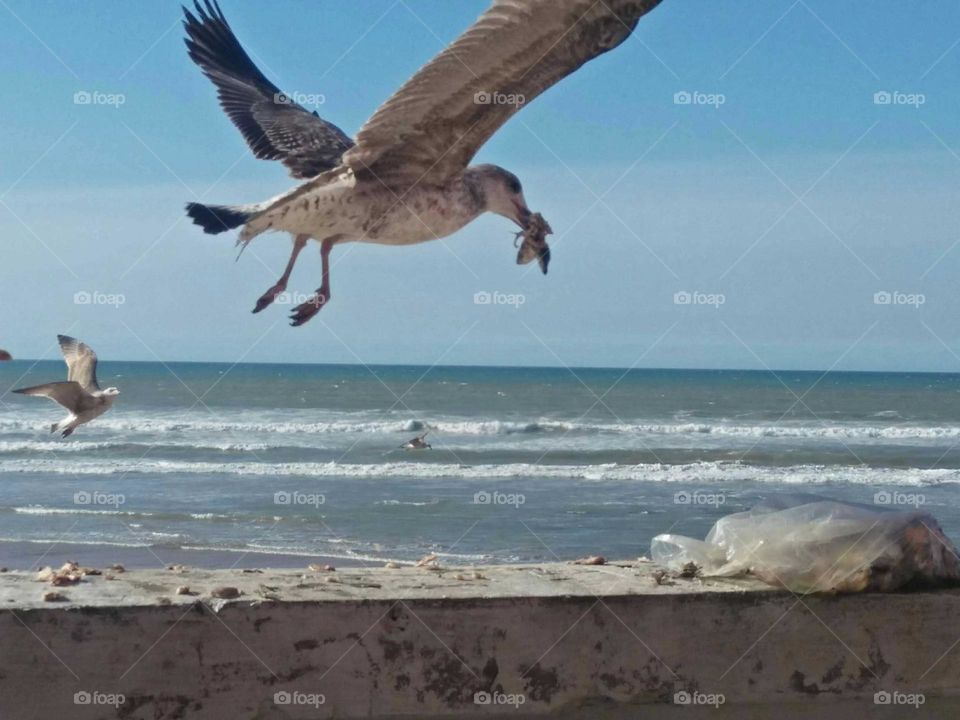 Seagull picks up fish with its beak.