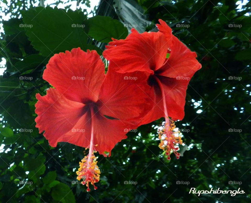 twin hibiscus. Red hibiscus