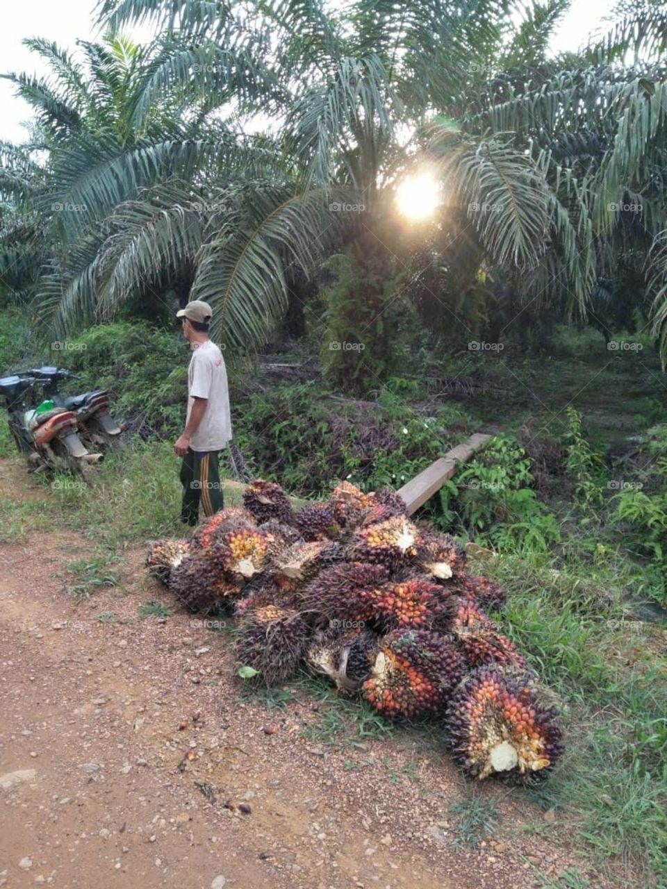 PALM FRUIT HARVEST SEASON
