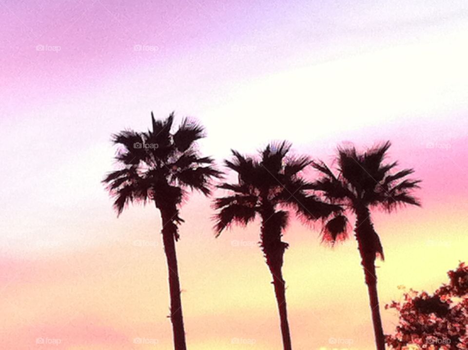 Triple Palms Pink Sky