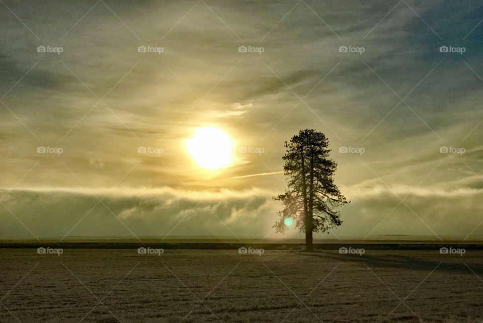 Sunrise with fog rolling in like a wave to a lone tree in a bare field