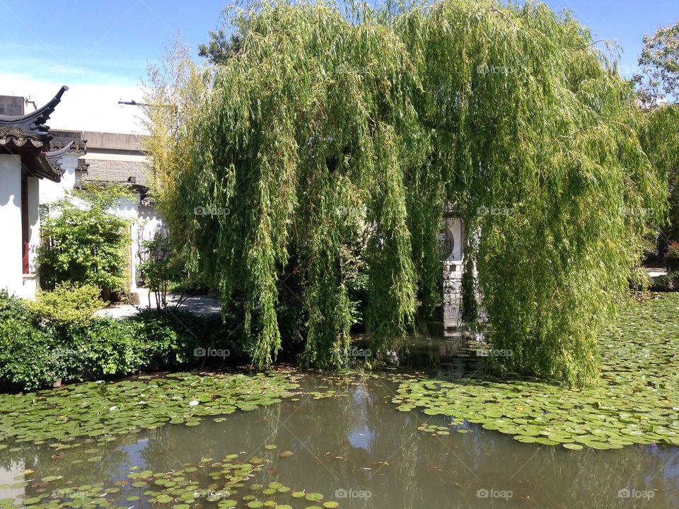 Lily pad, pond and willow tree. 
