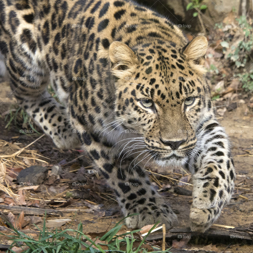 Leopard stalking 