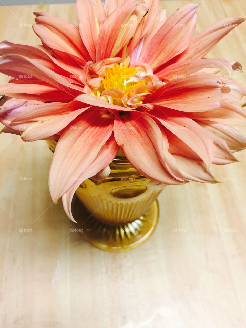 Big beautiful closeup of a large peach colored Dahlia flower in an amber glass. 