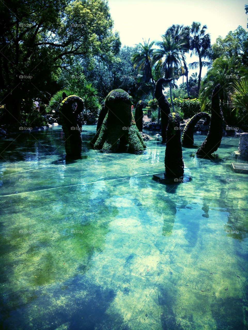 Octopus in the water