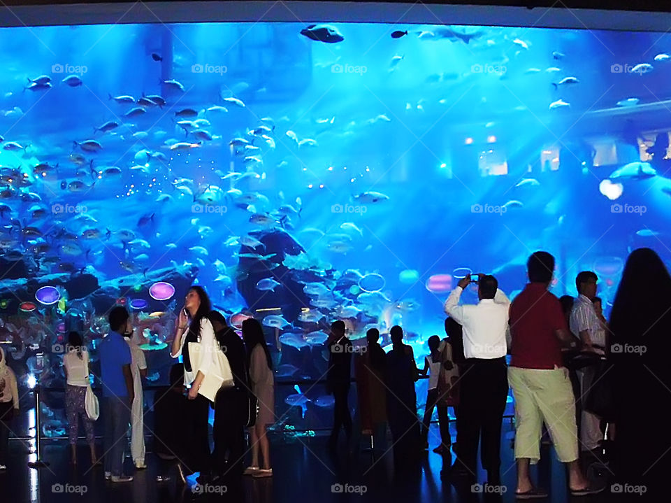 Aquarium 