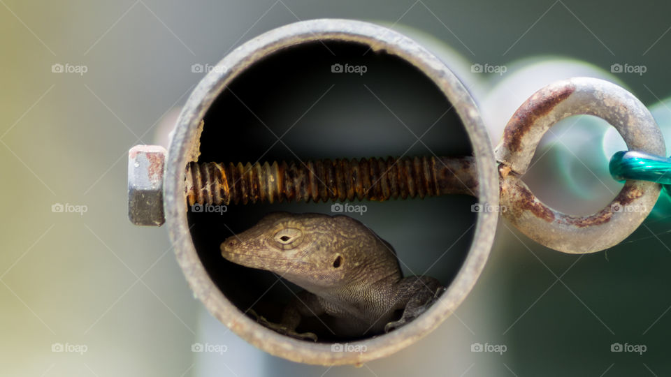 A Hidden Lizard in a tube