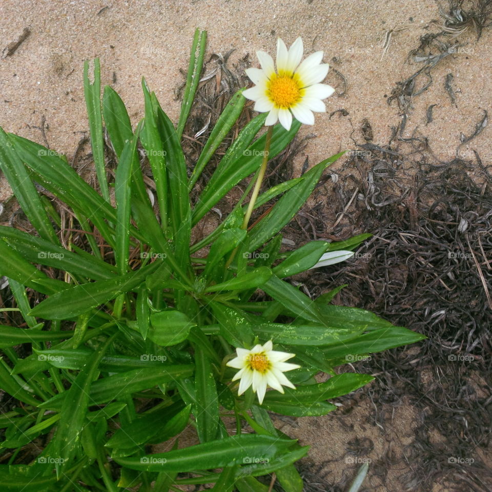 Pretty white little flowers