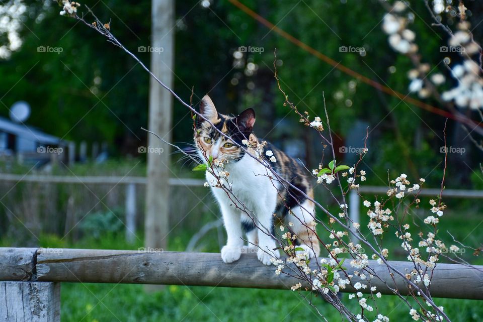 Nice cat with flowers 