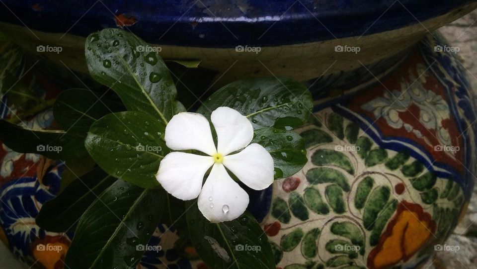 Mobile Series: Plants