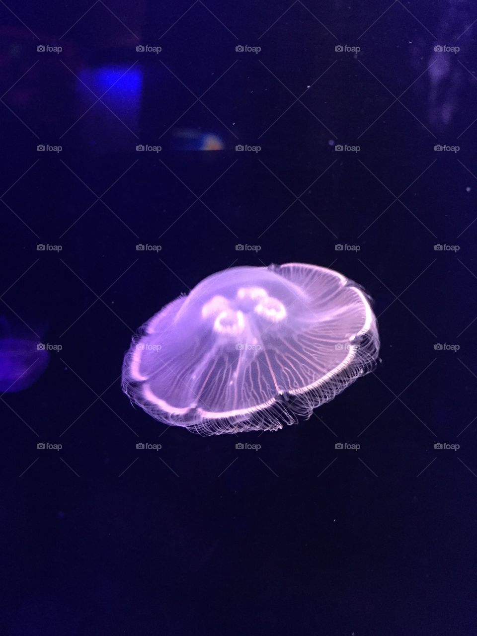 Jellyfish, Underwater, No Person, Invertebrate, Swimming