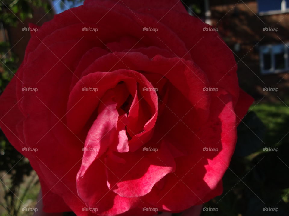 red rose in macro