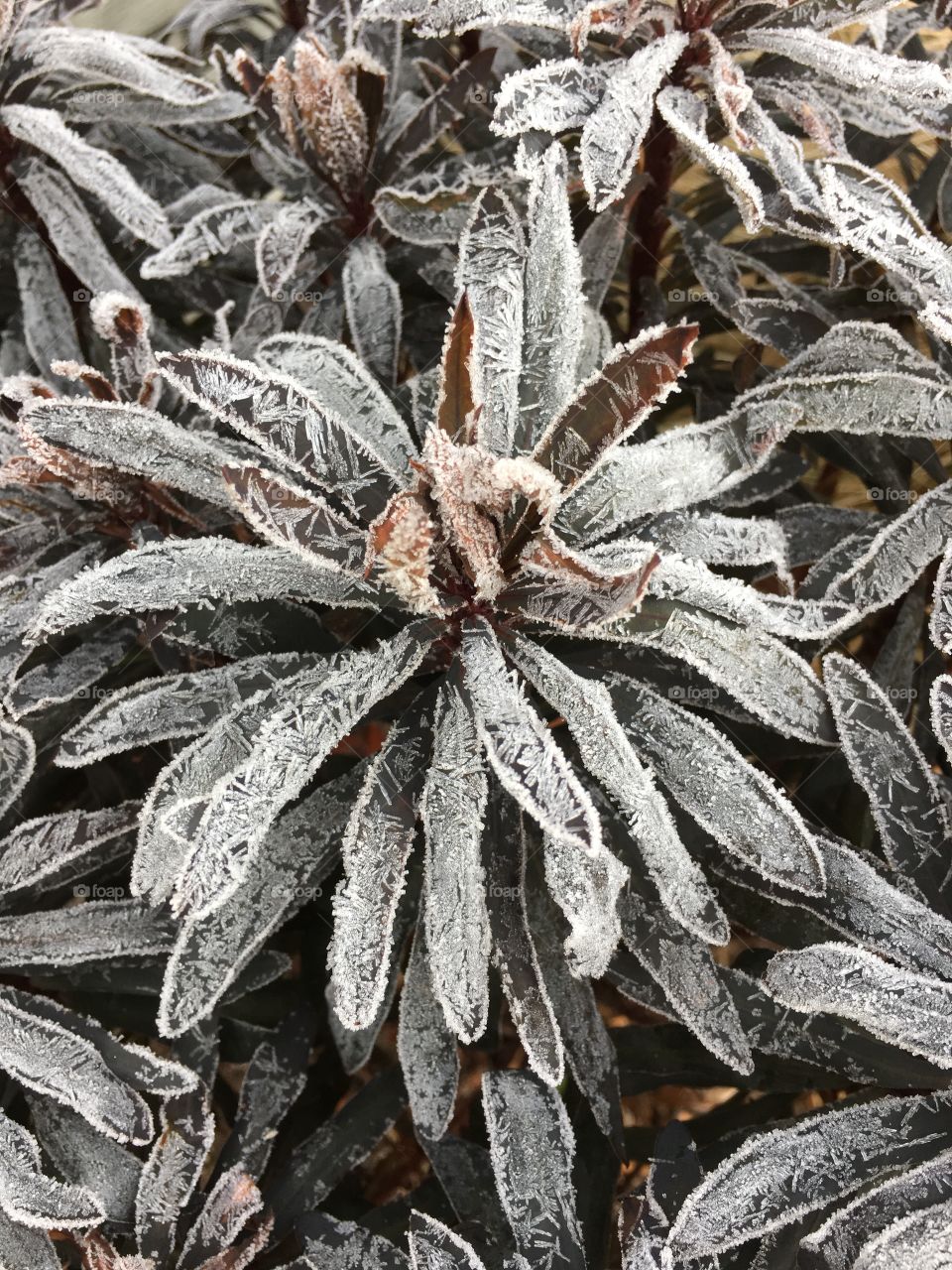 December morning frost in CT