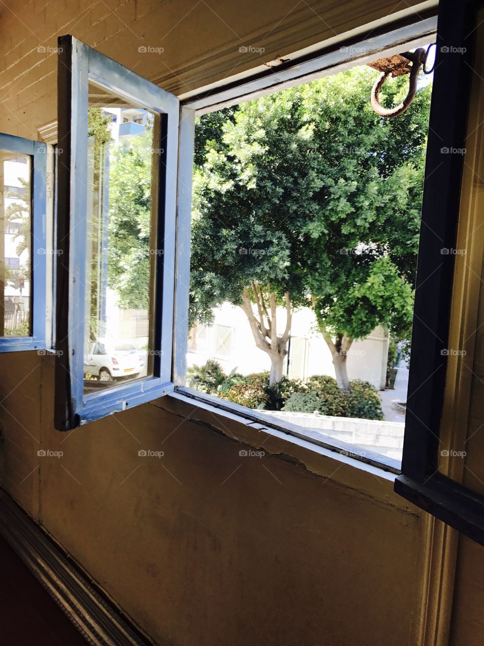 Window-view-tree-outside 