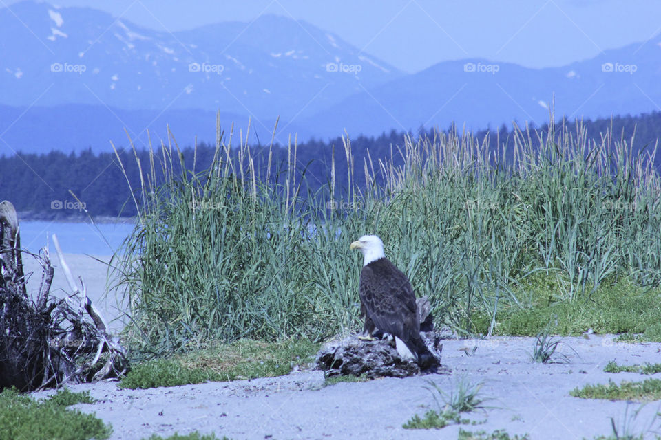 eagle alaska eagle beach kgphotography by kghilieri