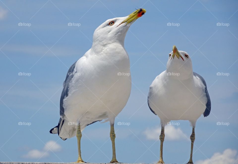 Front view of seagulls