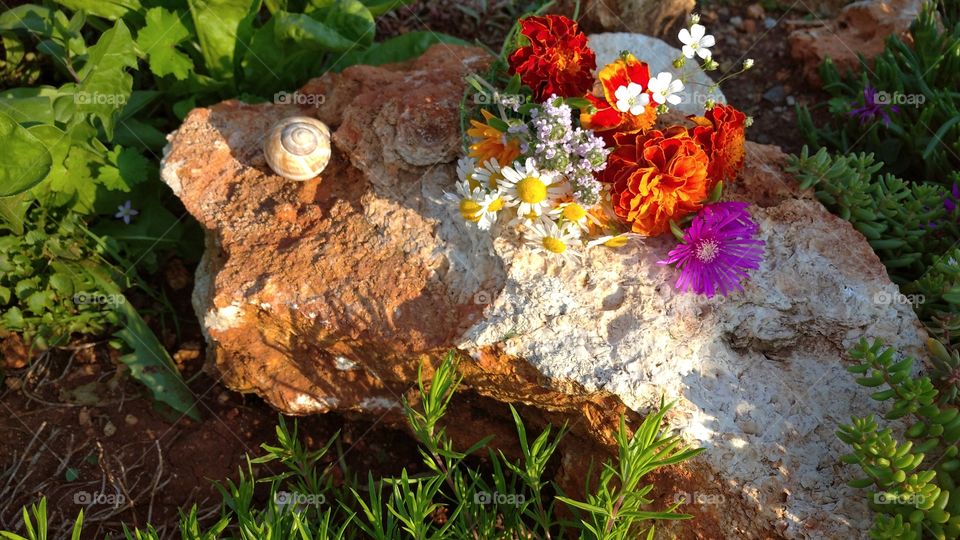 Flowers in an alpine garden