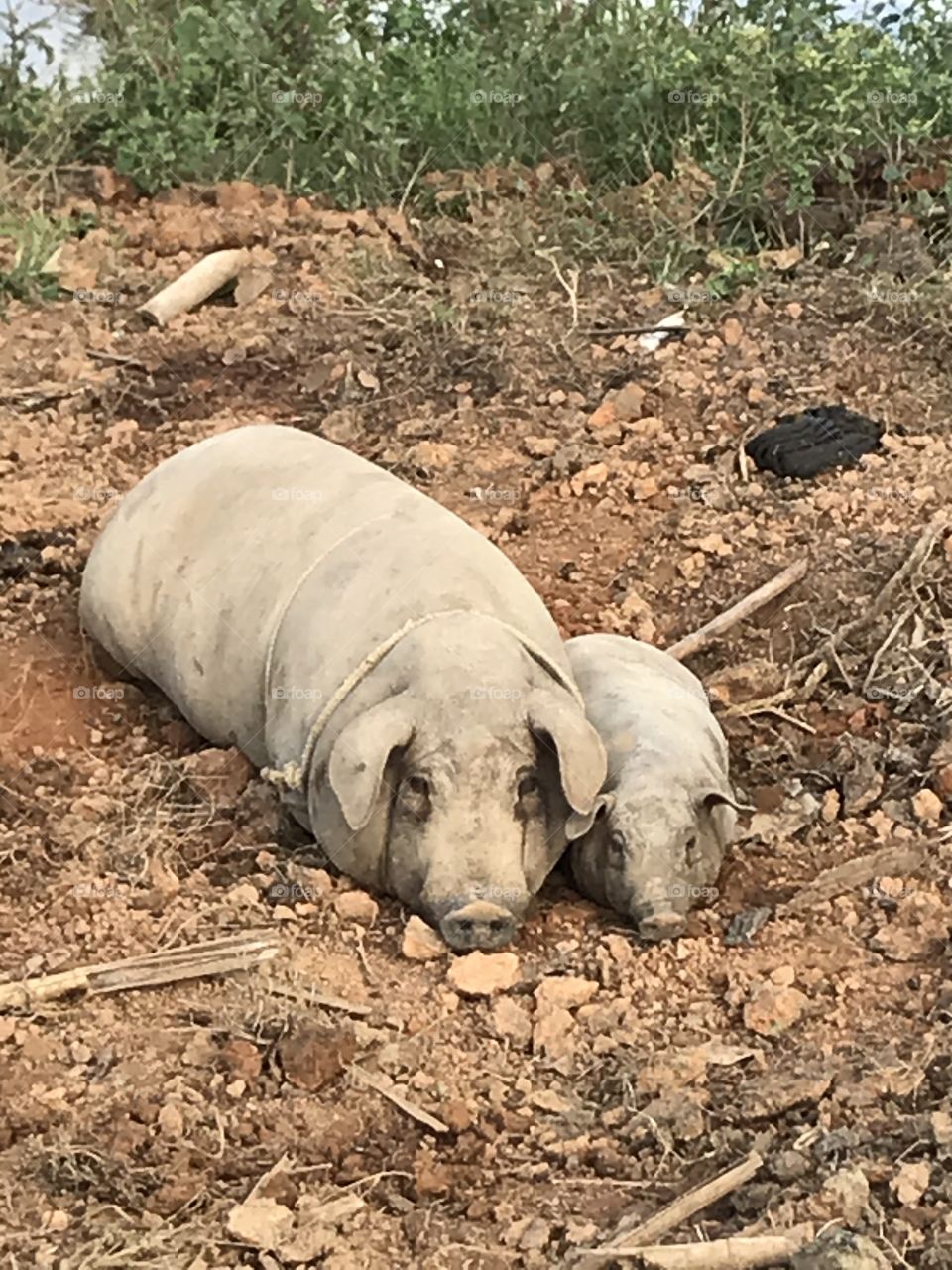 Carinho de mãe.