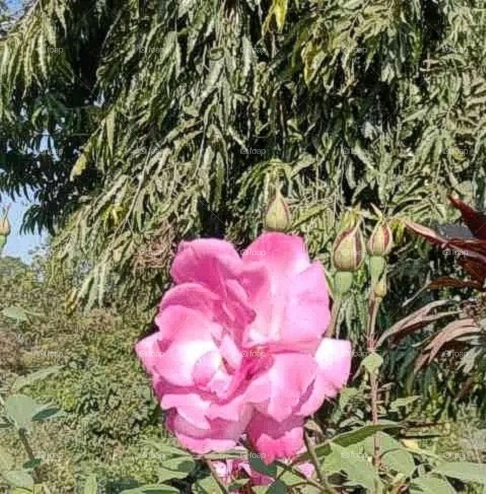 most beautiful and attractive flowers in the garden.