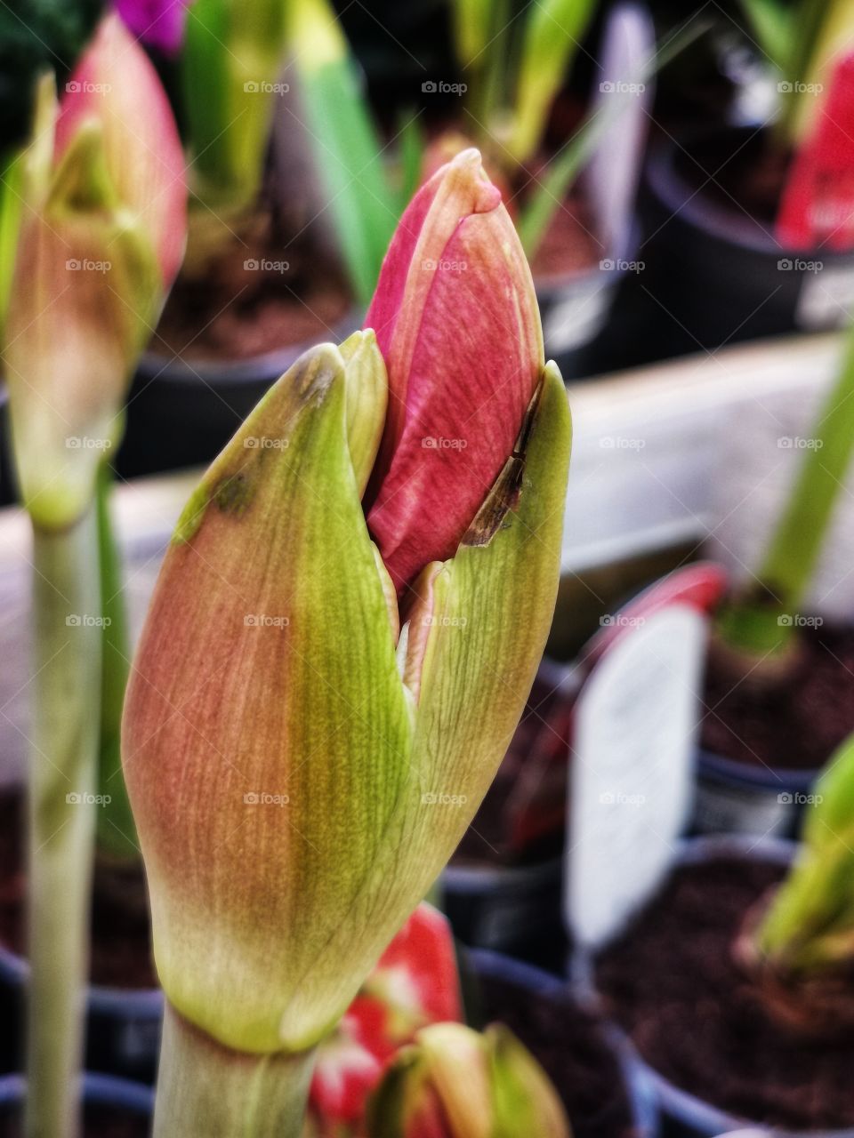 Plant green house Park colors greens