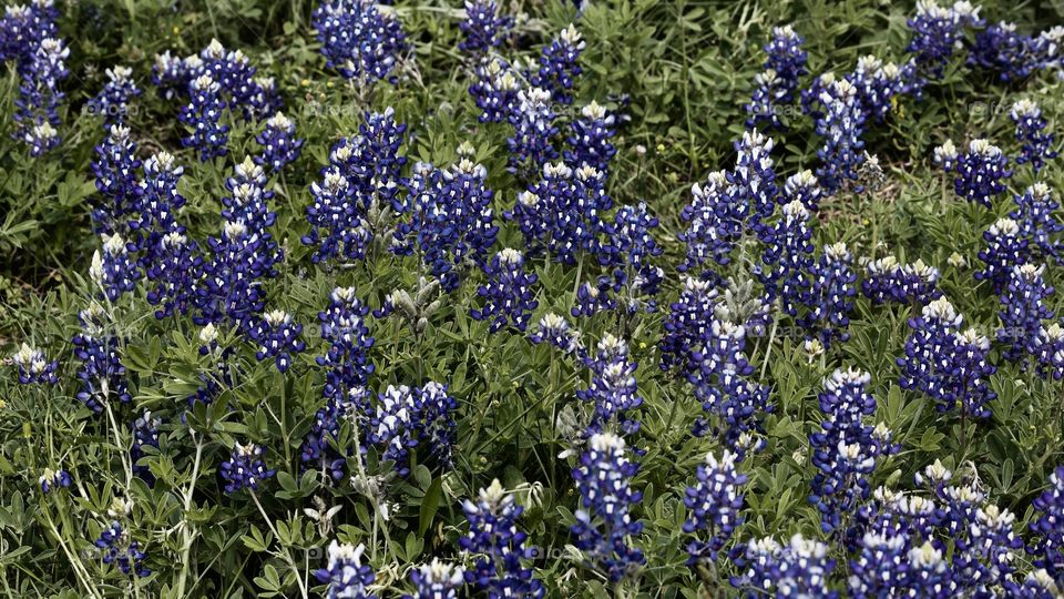 Bluebonnet time in Texas!!!