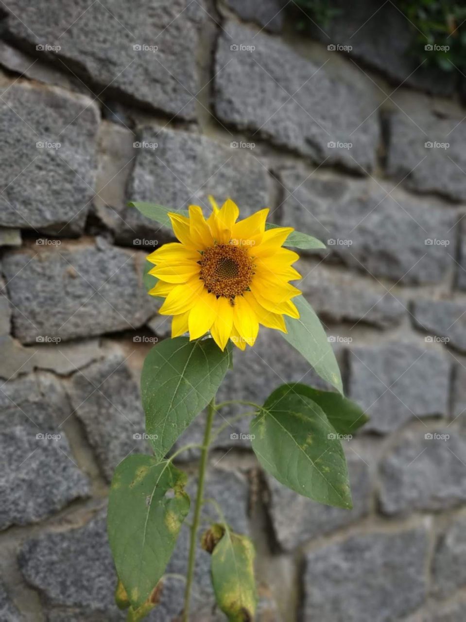 This beautiful photo, show's how life, can find it's way around. It's a sunflower that's growing out of a wall, of an old church in Čimelice. It was taken whilst on a vacation, with my girlfriend to the countryside, so we could clear our minds.