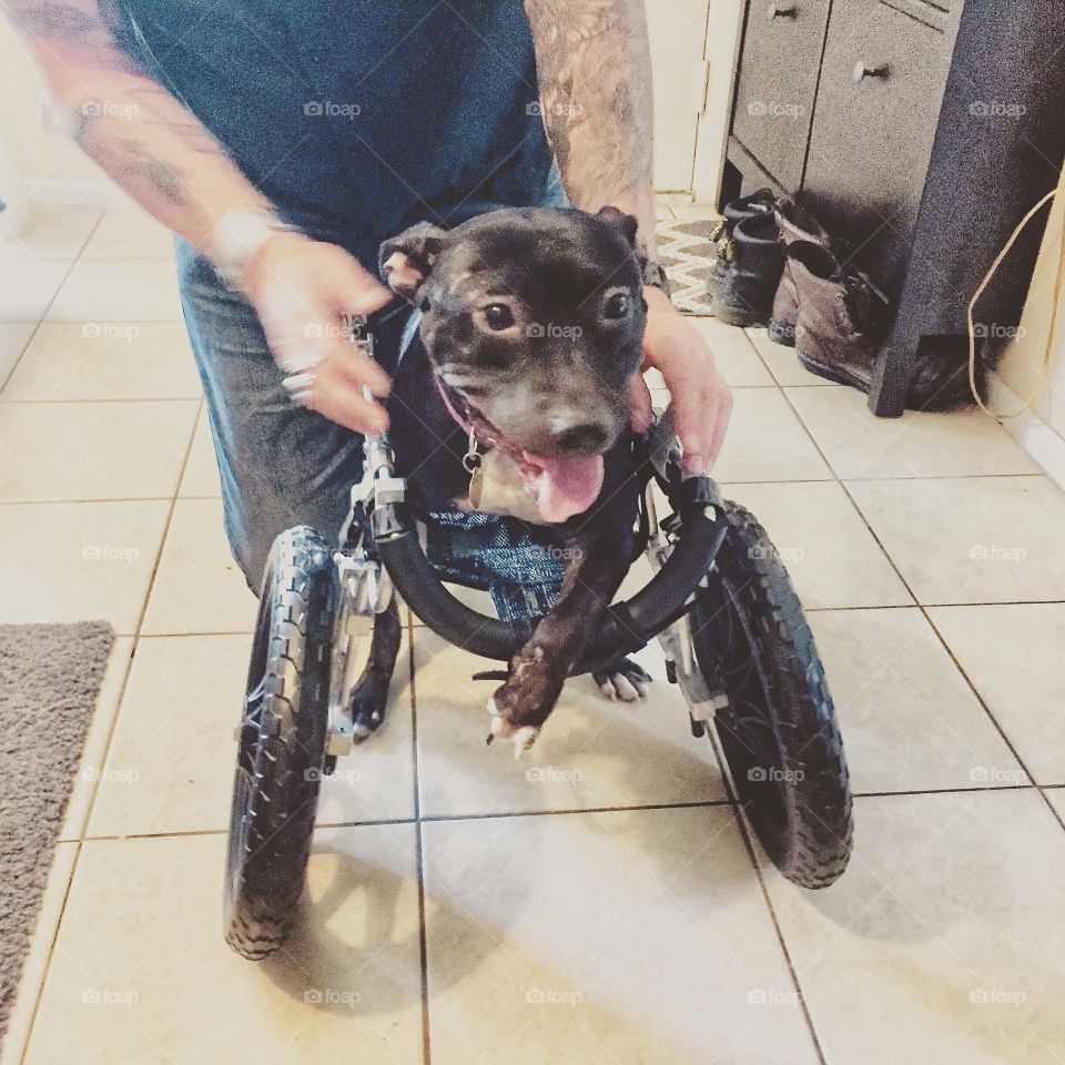 Handicapped dog with three legs trying out a dog cart on wheels