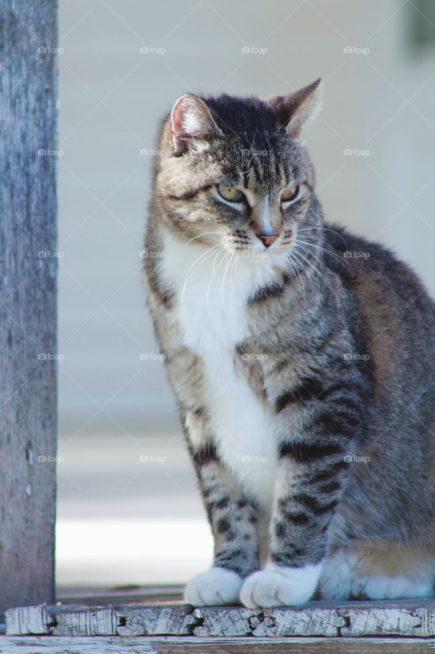 A grey tabby, sitting on a weathered wooden porch, enjoying pleasant weather 