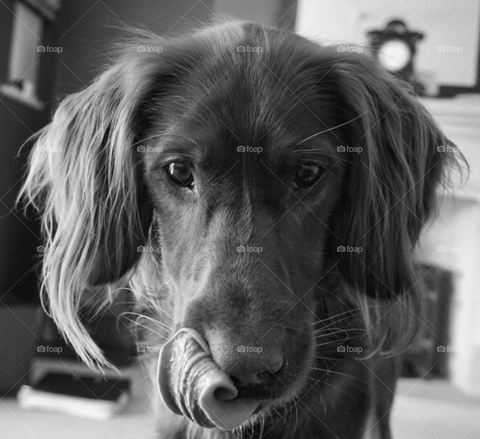 Quinn in b&w tongue curled up licking biscuit crumbs off around his mouth 