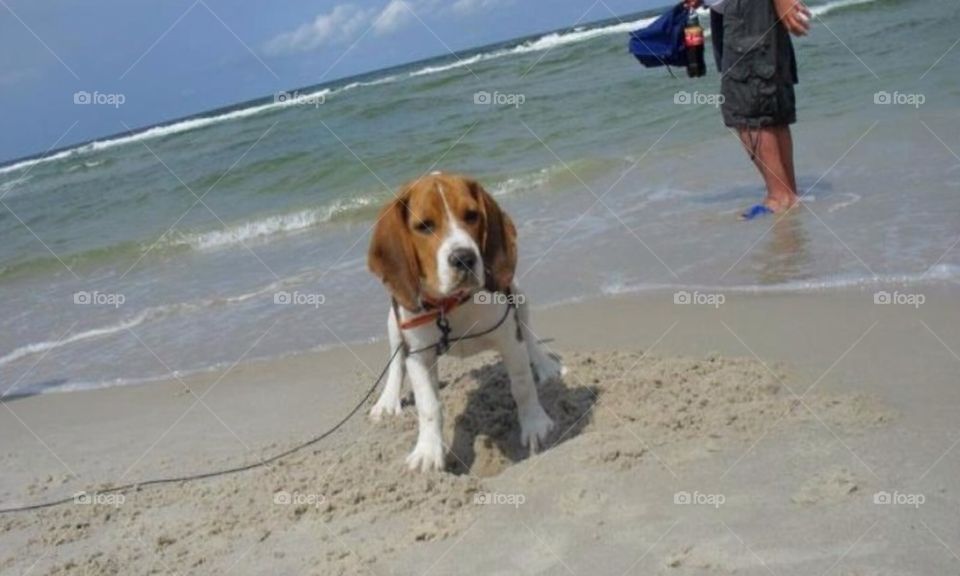 love beach summer dog by arman