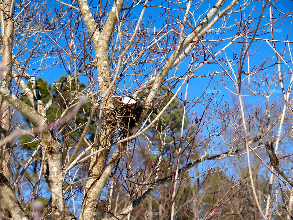 Tree, Wood, Nature, Branch, No Person