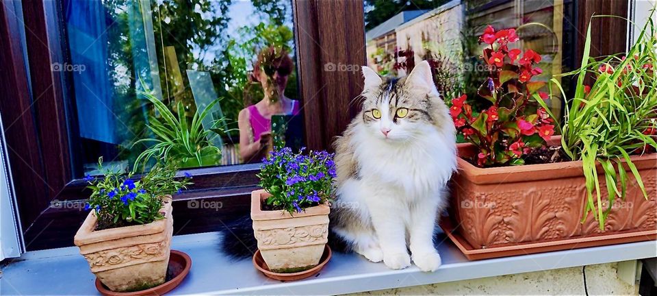 „Linda“, the cat with the long fluffy fur of a „Norwegian“ forest cat sits on the windowsill of the one story bungalow in „Lower Bavaria“, Germany. The lush green garden and the photographer is seen reflected in the window. 2024. Hypnotic Productions