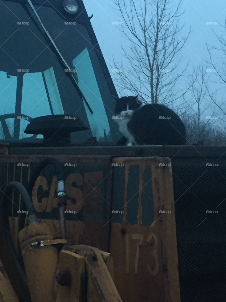 Cat on a backhoe