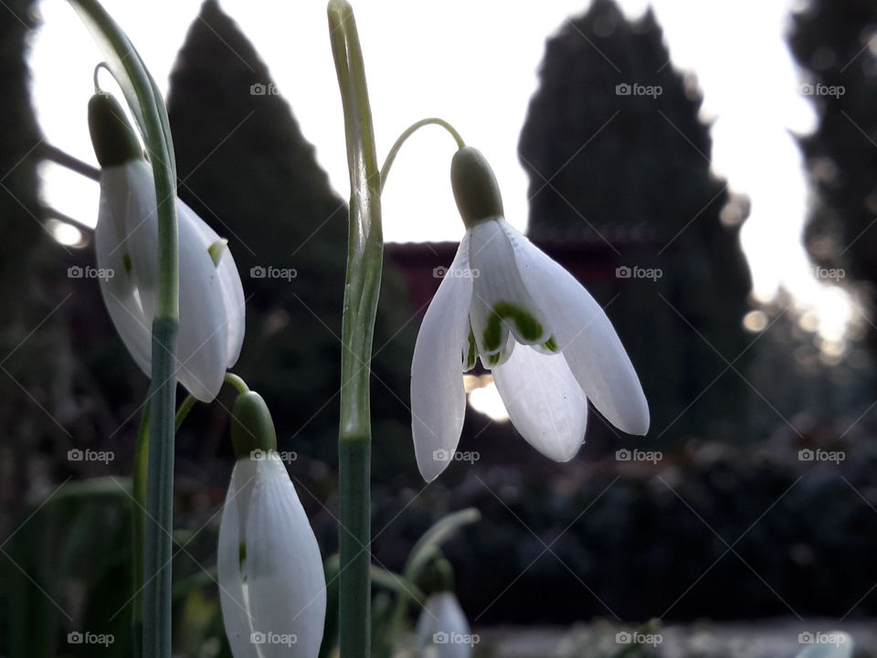 Spring is caming. Snowdrops, evening, light, wite. Zielona Góra, Poland.