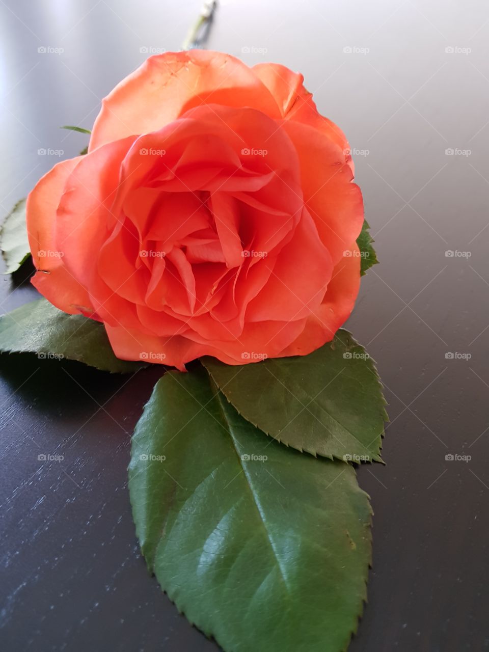 Orange Rose