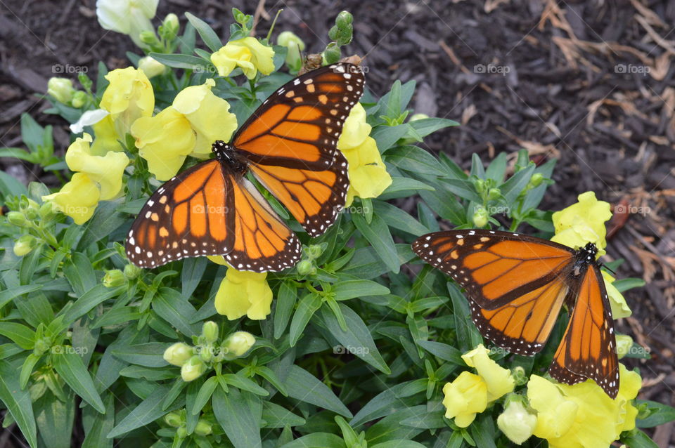 Beautiful Butterflies 